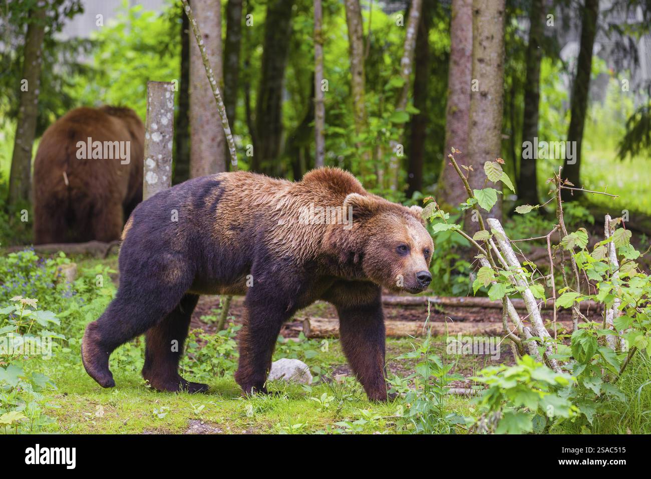 An adult female and a young male Eurasian brown bear (Ursus arctos ...