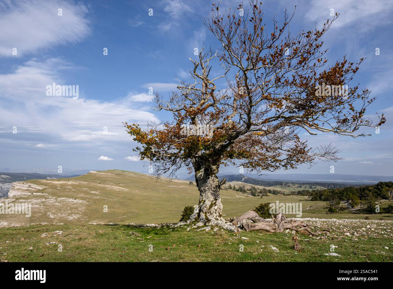 beech, Legaire Megalithic Park, Campas de Legaire, Álava, Basque ...