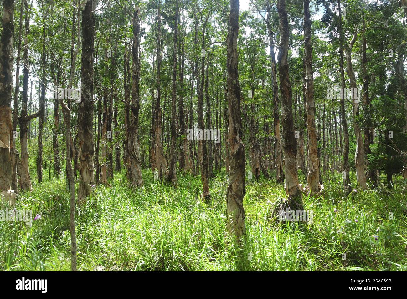 paper-bark-trees-mauritius-africa-stock-photo-alamy