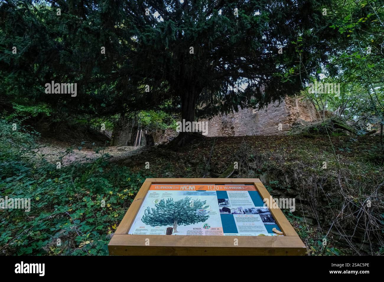 Genus taxus hi-res stock photography and images - Alamy
