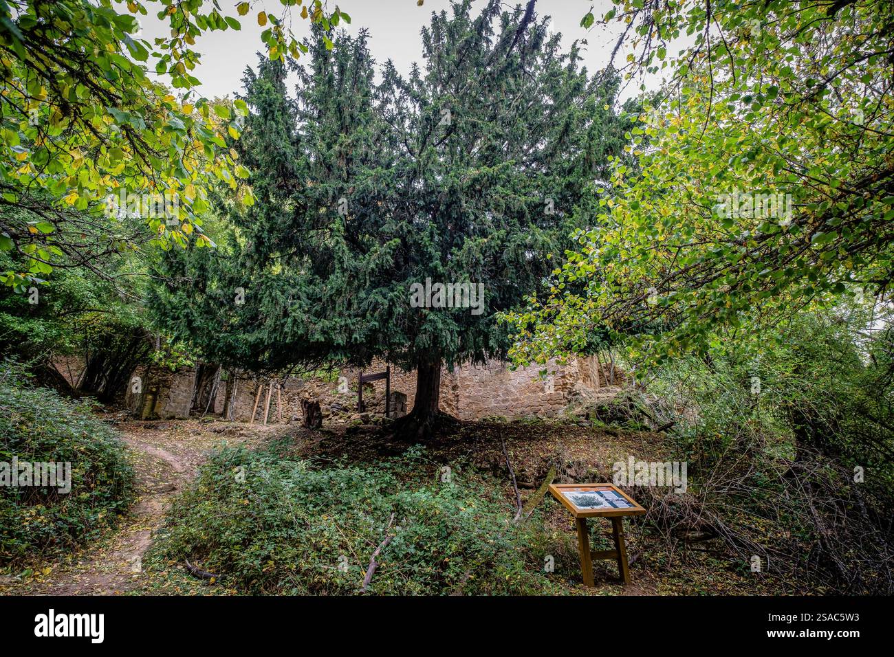 Genus taxus hi-res stock photography and images - Alamy