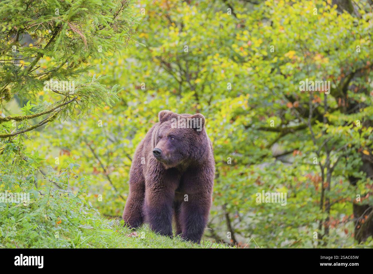 A young male Eurasian brown bear (Ursus arctos arctos) stands on a ...