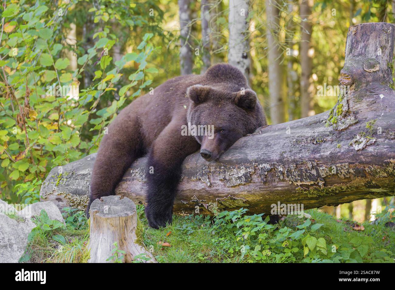 A young male Eurasian brown bear (Ursus arctos arctos) rests on a ...