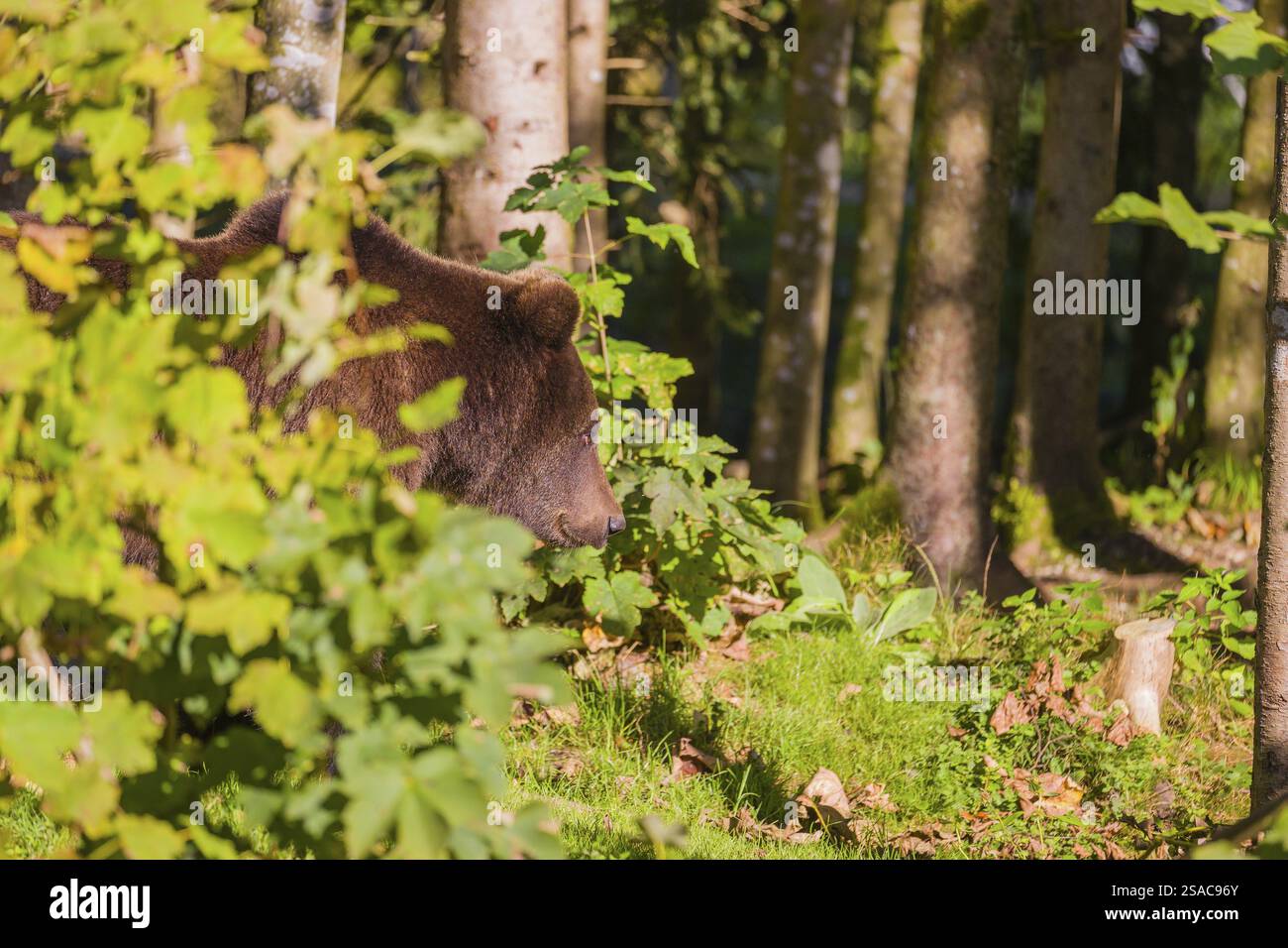 A young male brown bear (Ursus arctos arctos) stands in a forest ...