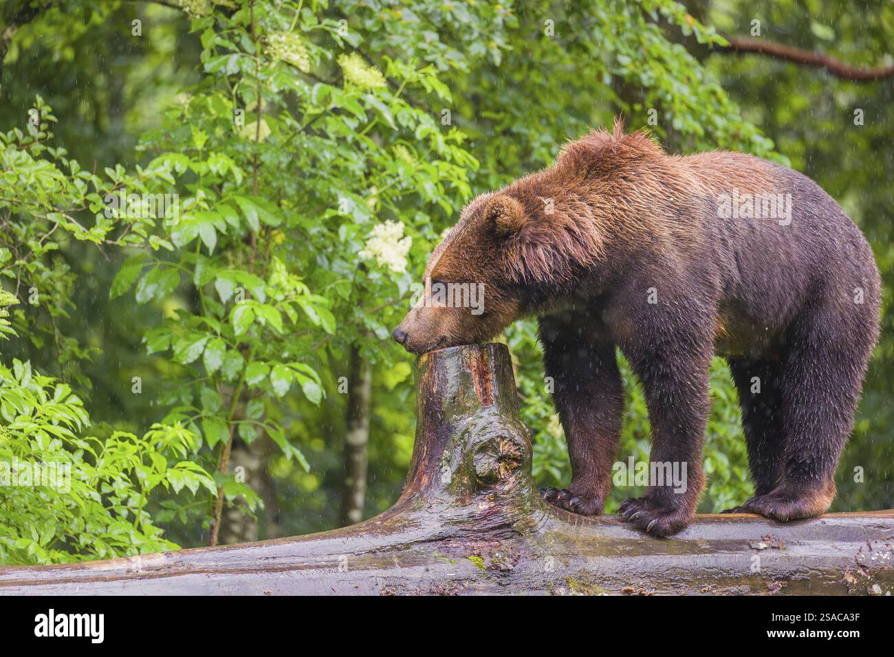 A young male Eurasian brown bear (Ursus arctos arctos) walks on a ...