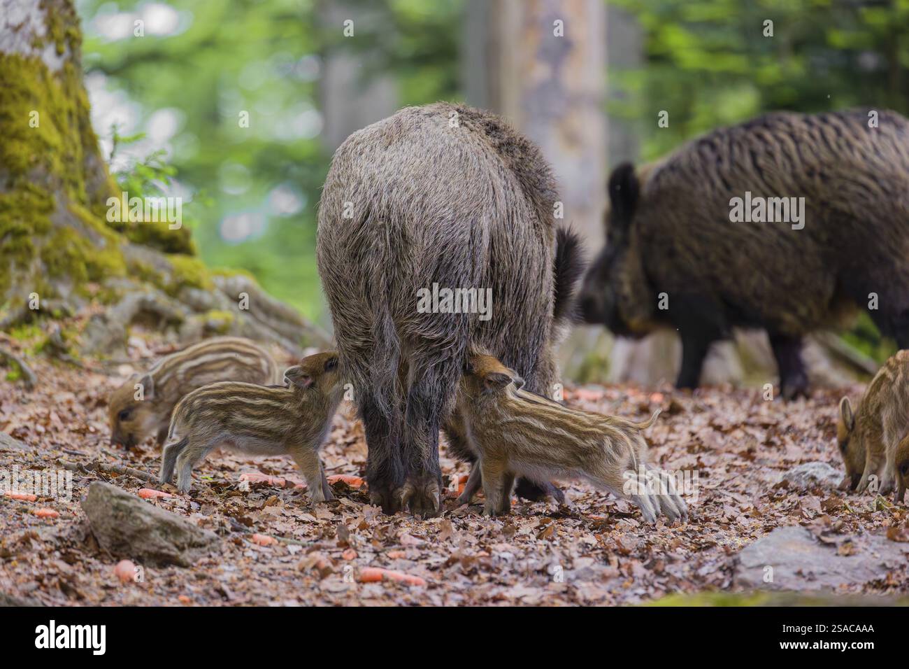Wild boar (Sus scrofa), adults and piglets, forage for food on the ...