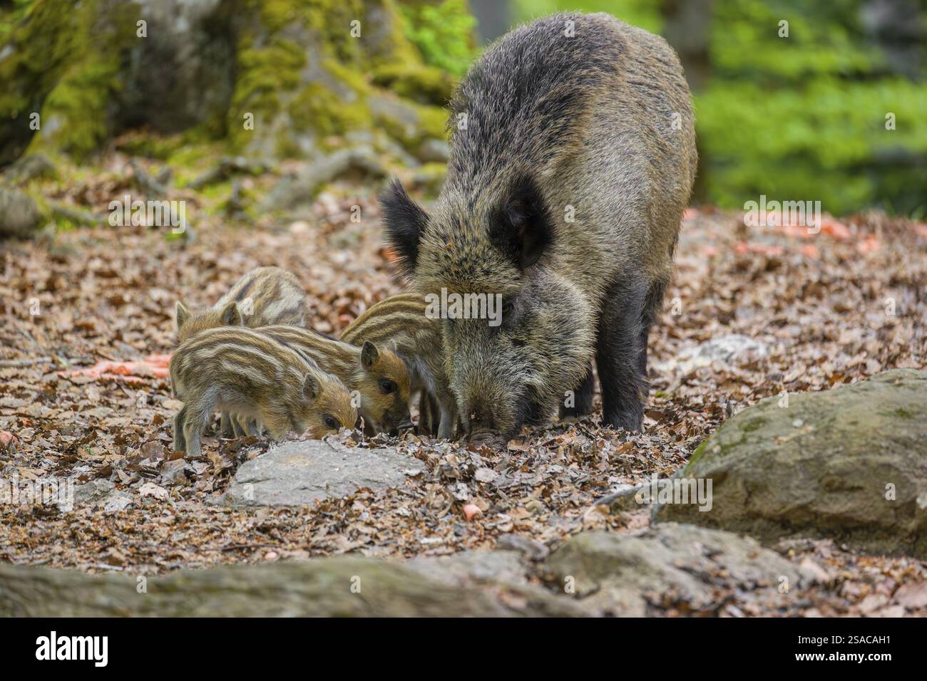 Wild boar (Sus scrofa), adults and piglets, forage for food on the ...