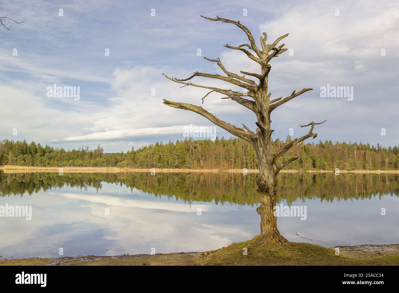 Lake Fohnsee of the Ostersee-group in early morning light Stock Photo ...