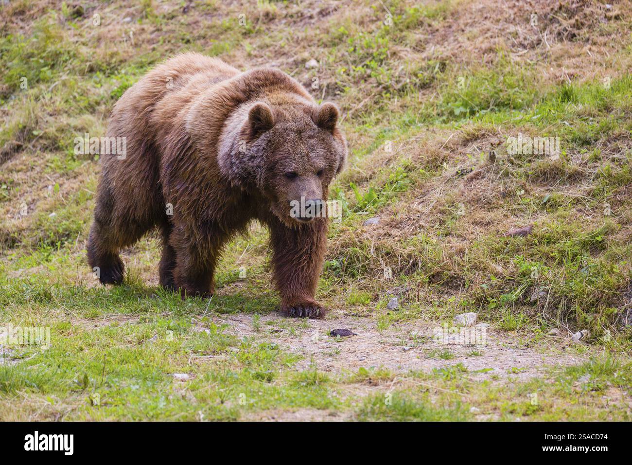 An adult female Eurasian Brown Bear (Ursus arctos arctos) walks along a ...