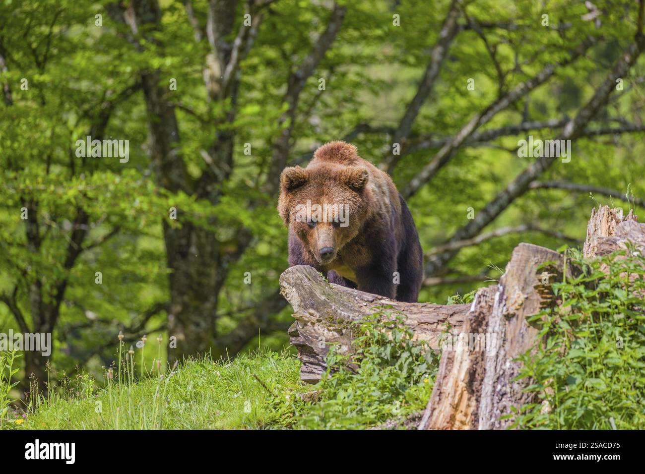A young male Eurasian brown bear (Ursus arctos arctos) stands on a hill ...