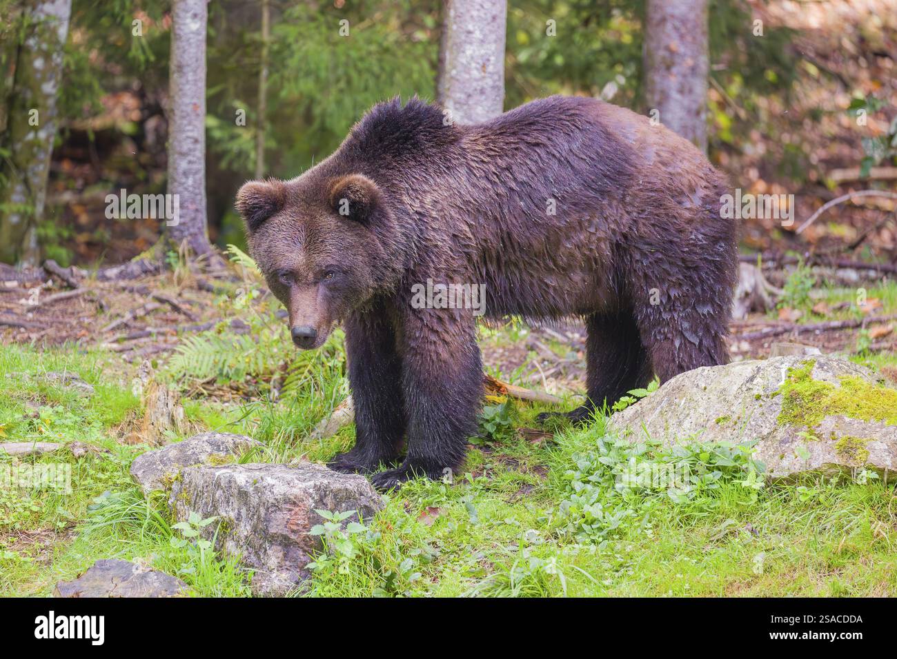 A young male Eurasian brown bear (Ursus arctos arctos) stands on a ...