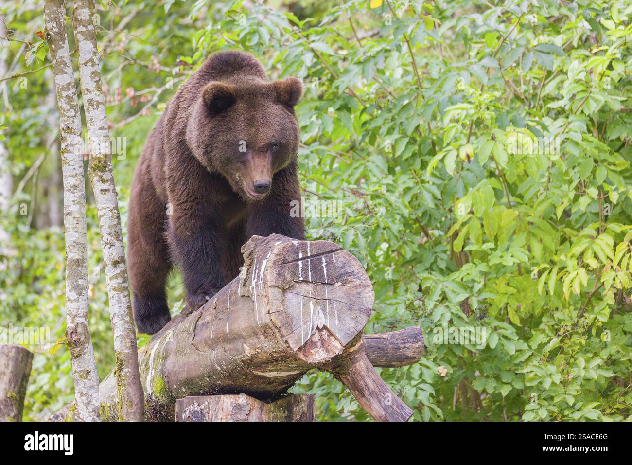 A young male Eurasian brown bear (Ursus arctos arctos) stands on a ...