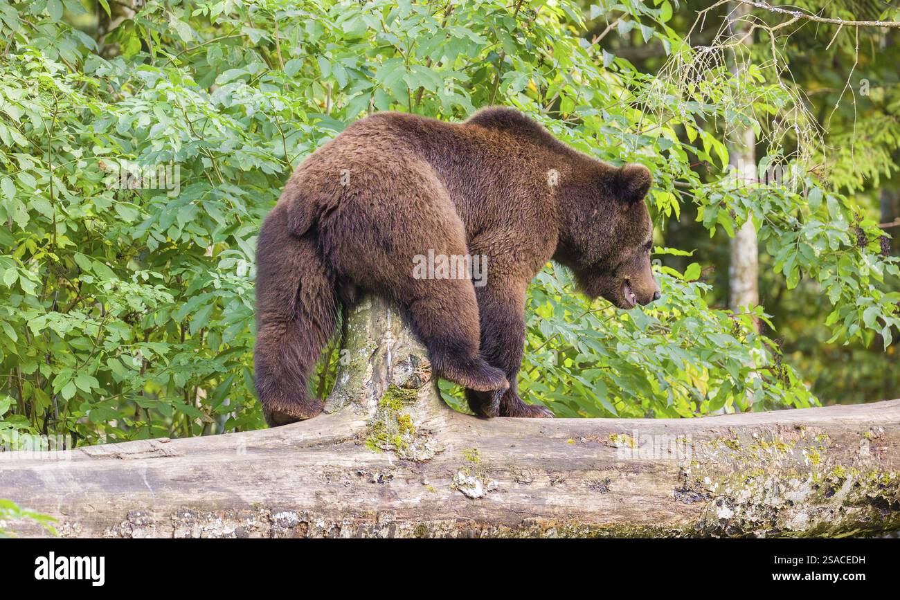 A young male Eurasian brown bear (Ursus arctos arctos) walks on a ...