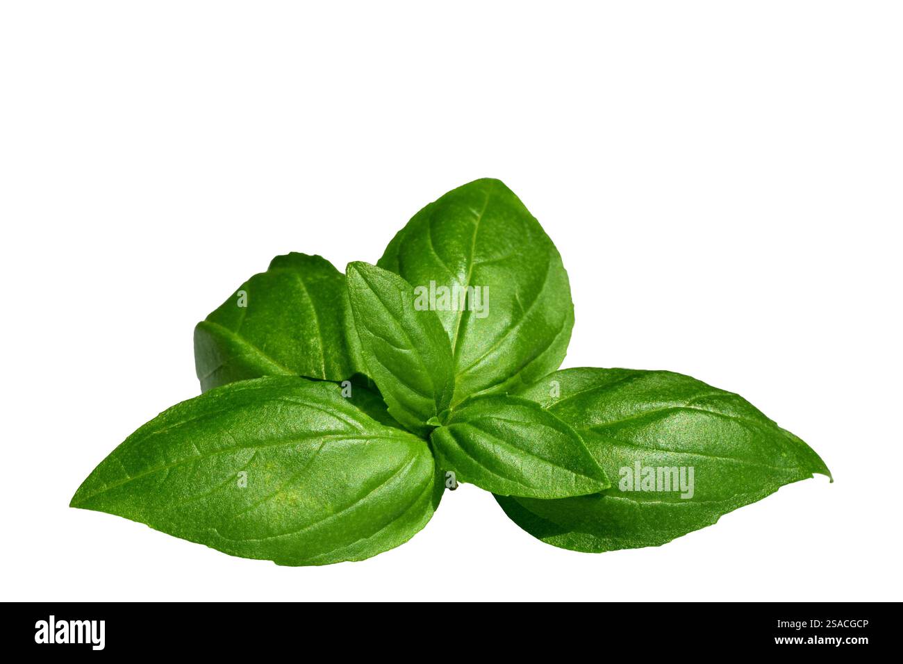 Green basil leaves isolated on white background Stock Photo