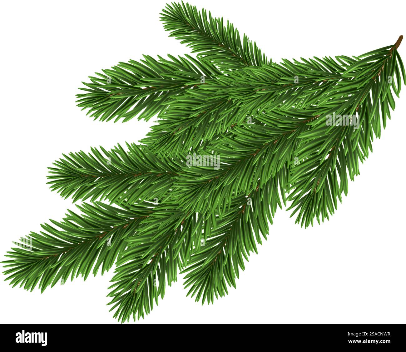 Green Christmas fir tree branch element. Vector illustration Stock ...