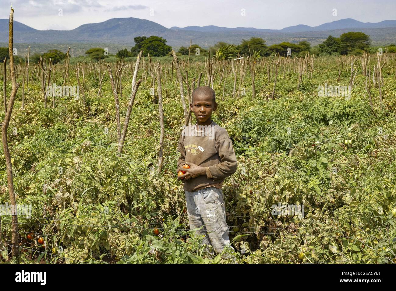 Boy picking tomatoes in Karatu province, Tanzania Stock Photo - Alamy