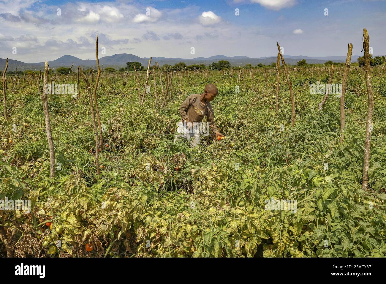 Boy picking tomatoes in Karatu province, Tanzania Stock Photo - Alamy