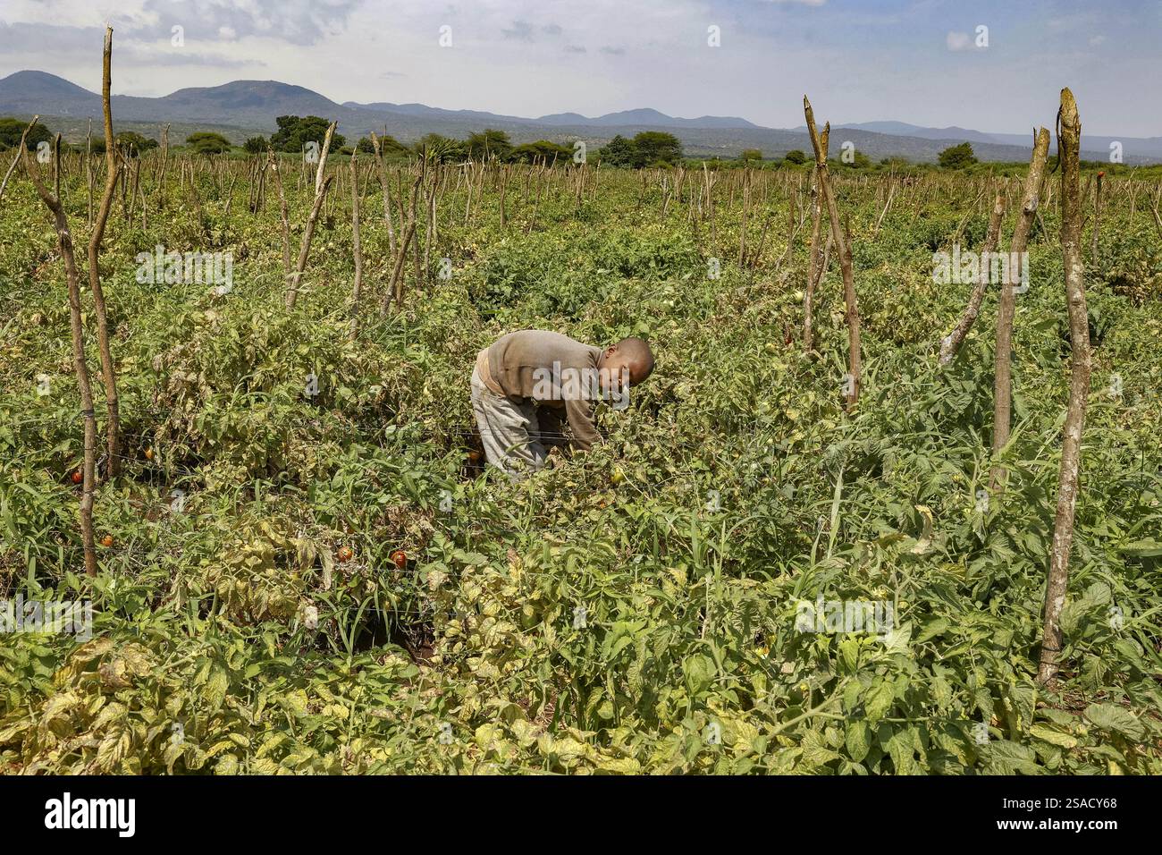 Boy picking tomatoes in Karatu province, Tanzania Stock Photo - Alamy