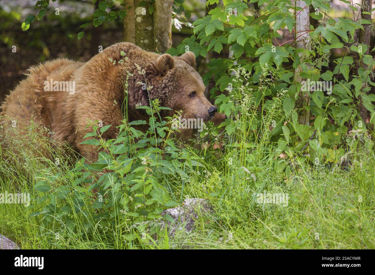 An adult female Eurasian Brown Bear (Ursus arctos arctos) walking ...