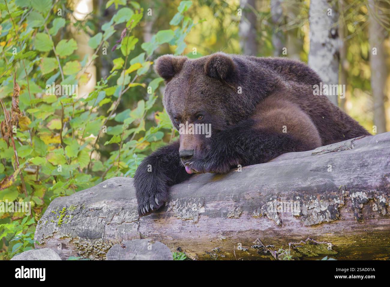 A young male Eurasian brown bear (Ursus arctos arctos) rests on a ...