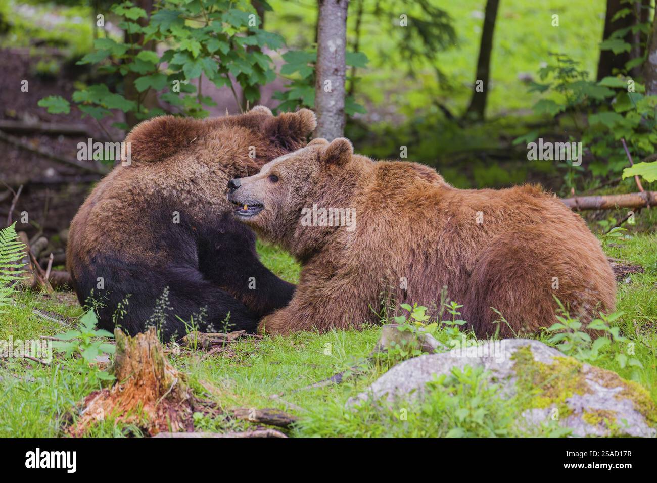 A young male Eurasian brown bear (Ursus arctos arctos) and a much older ...