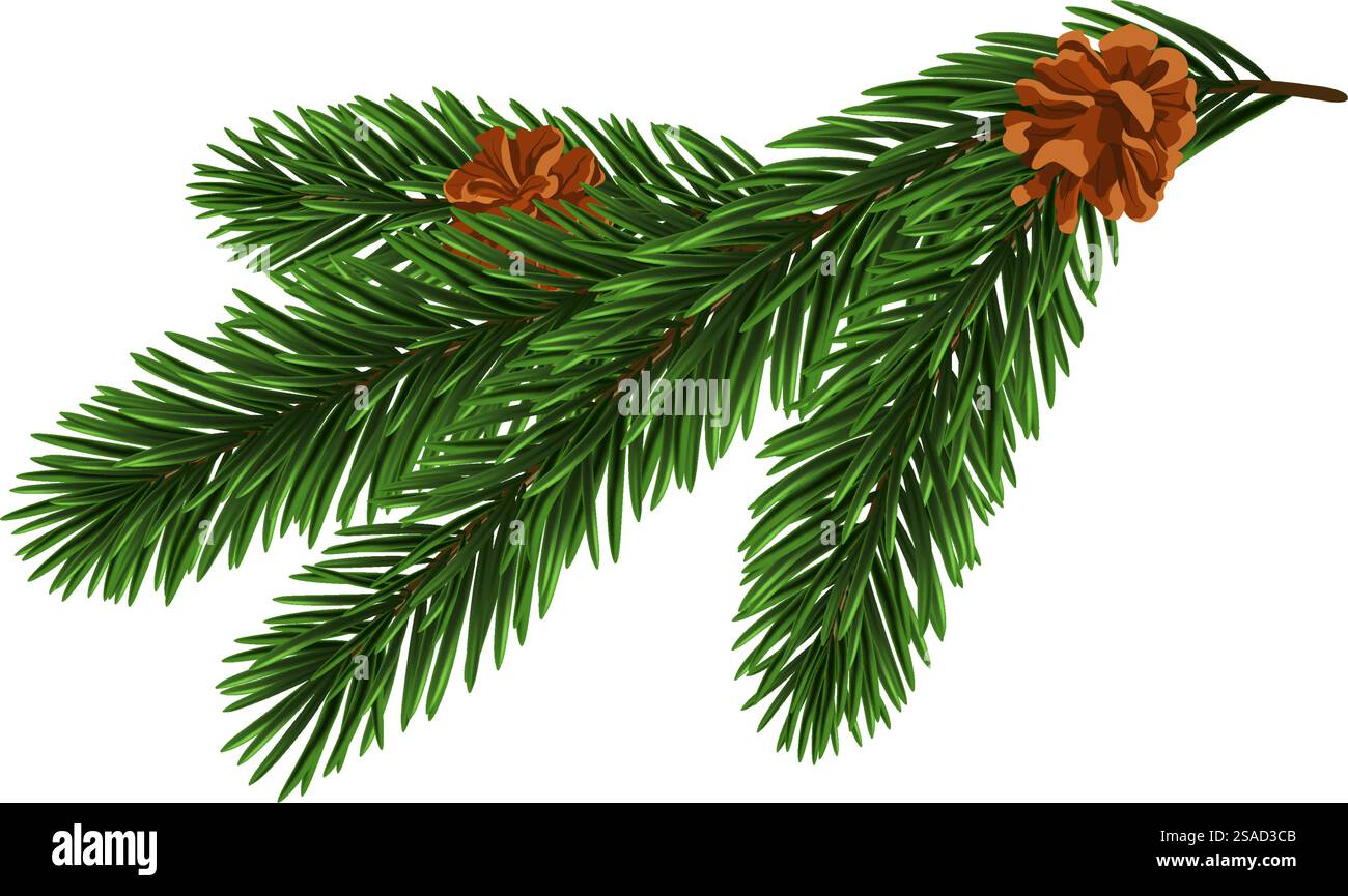 Green Christmas fir tree branch element. Vector illustration Stock ...