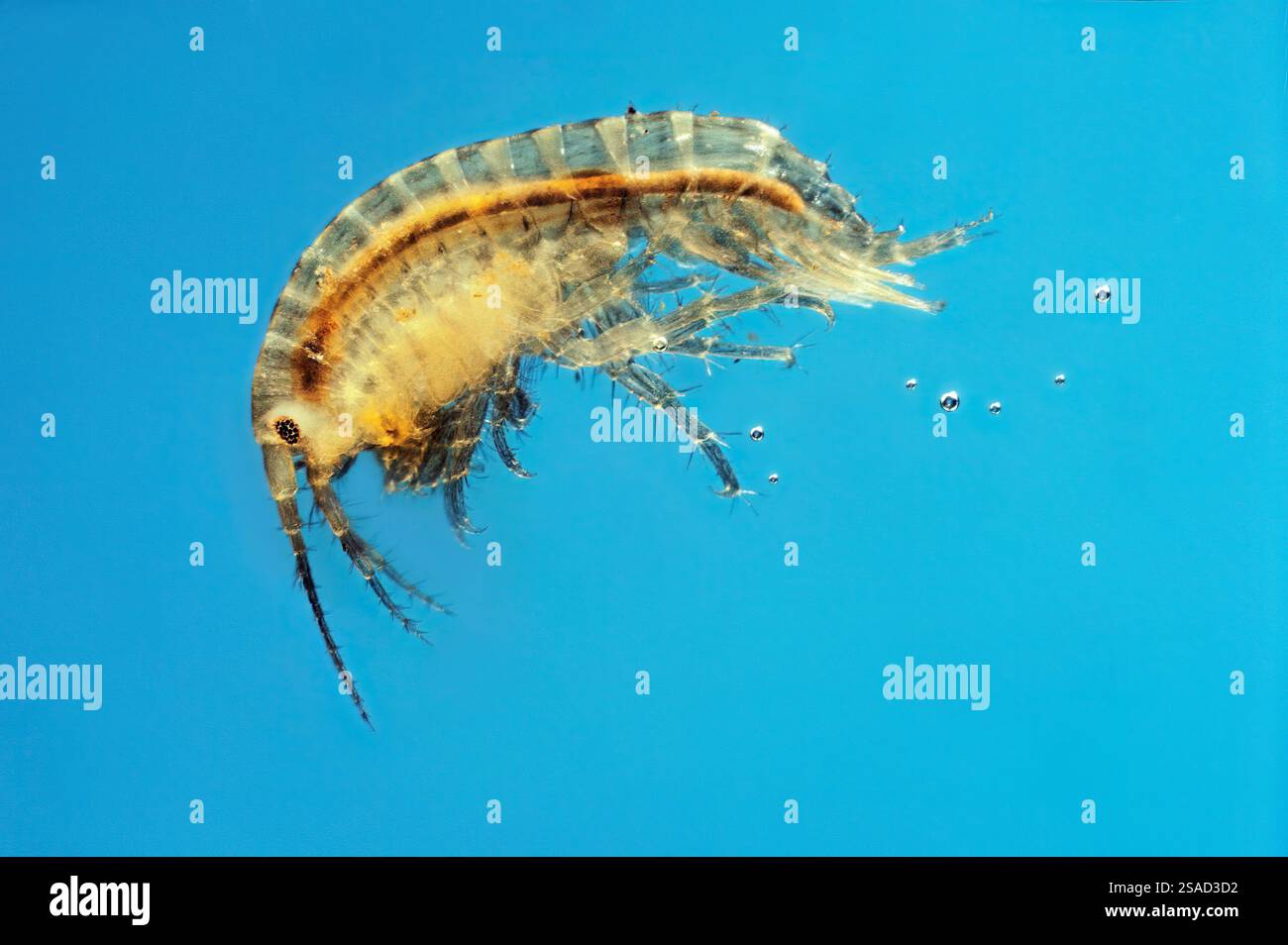 Krill (Euphausiacea), a small crustacean vital to marine ecosystems, imaged at 10x magnification. Stock Photo