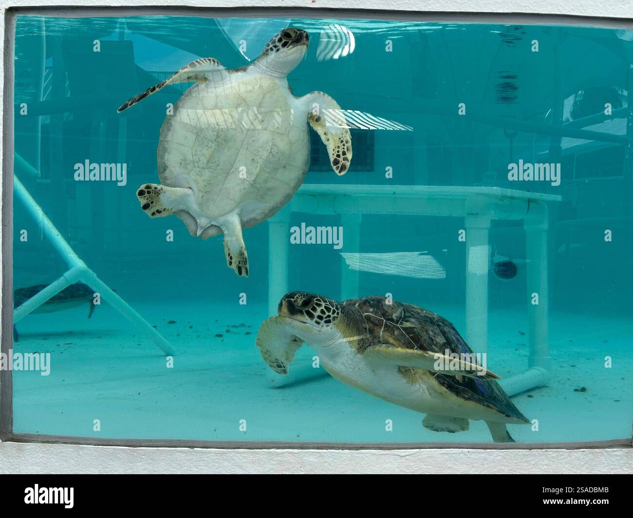 Green sea turtles being treated for cold stunning are seen swimming in ...