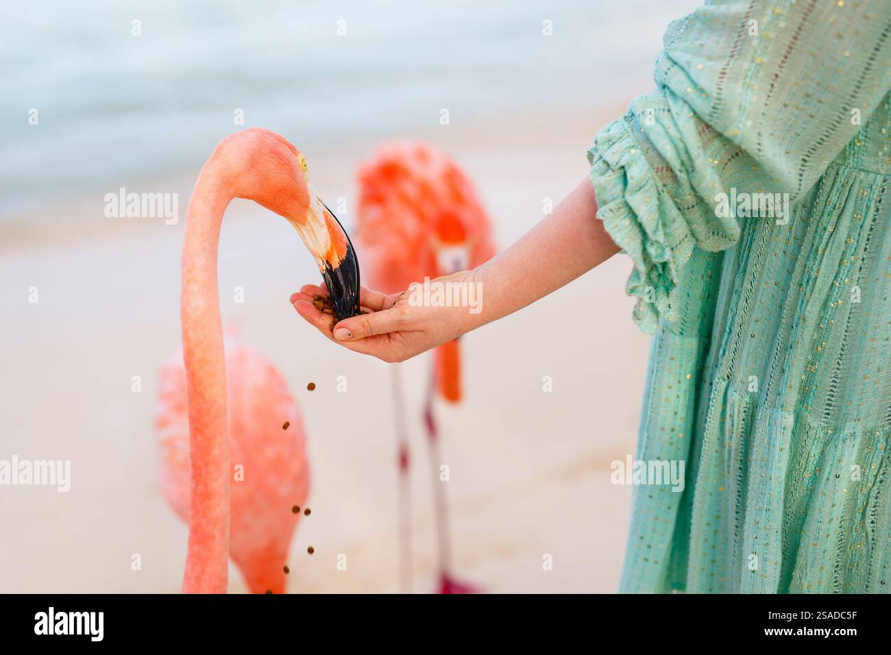 Pink flamingos at beach in Aruba Stock Photo - Alamy