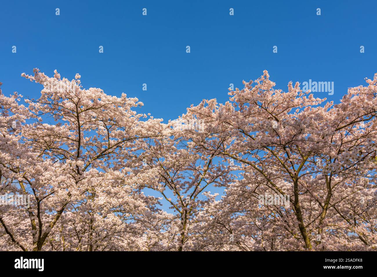 cherry blossom trees in spring against a clear blue sky Stock Photo - Alamy
