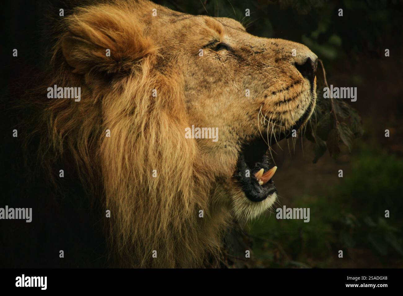 Lion roar close up hi-res stock photography and images - Alamy