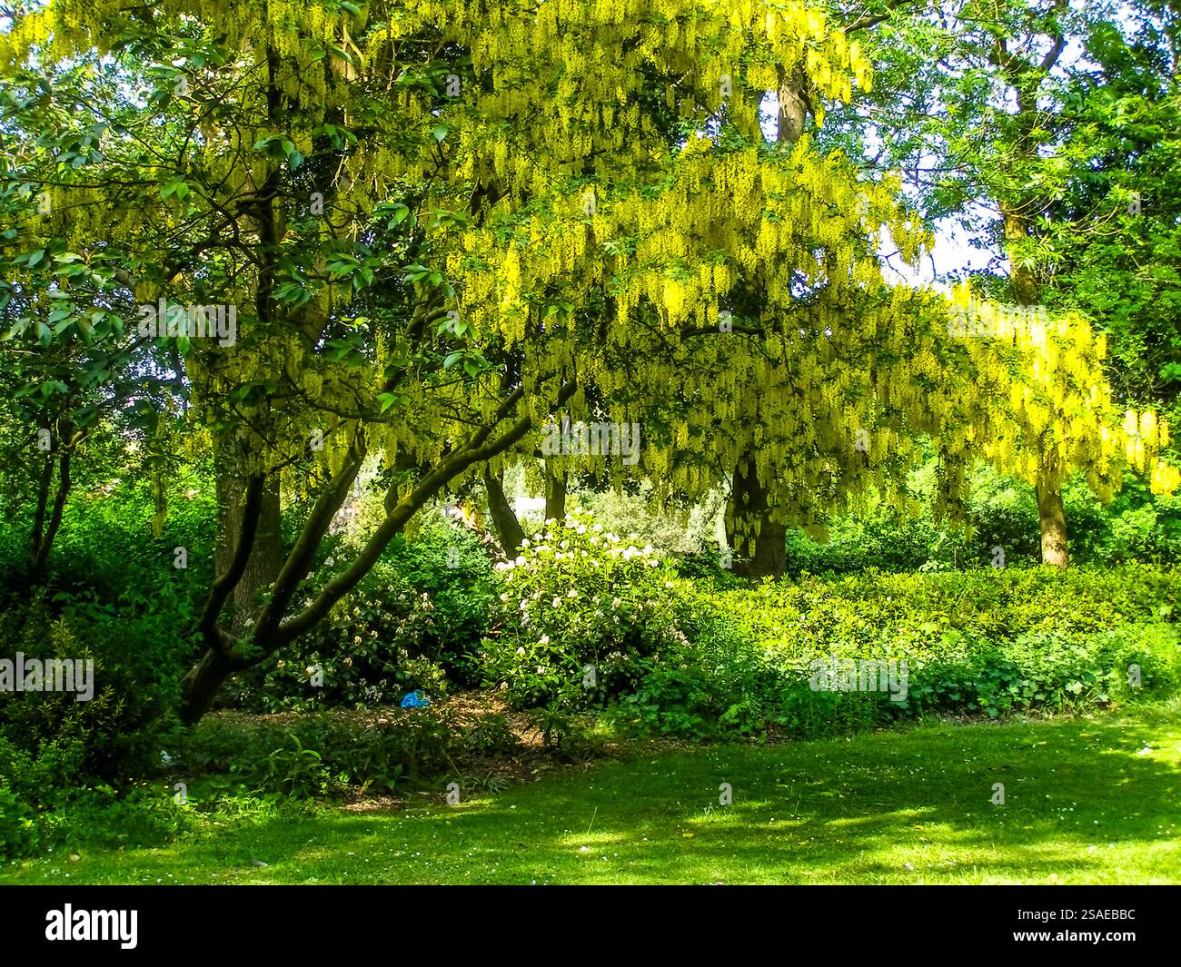 Laburnum tree in Hanley park, Stoke-on-Trent, UK Stock Photo - Alamy