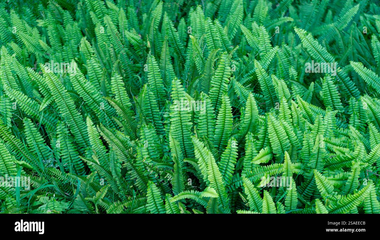Lush green backdrop hi-res stock photography and images - Alamy