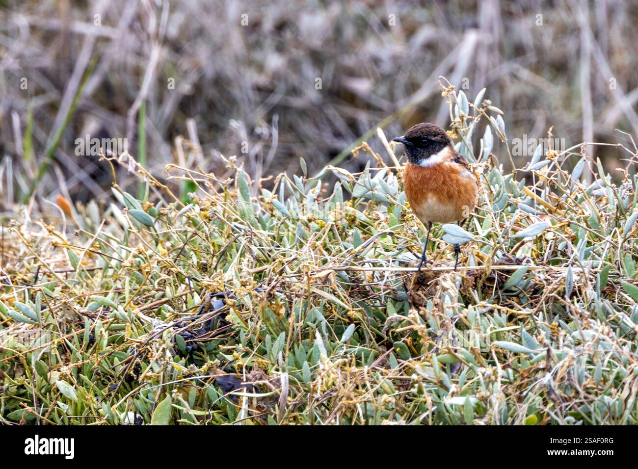 The European Stonechat Saxicola Rubicola Feeds On Insects And Seeds the-european-stonechat-saxicola-rubicola-feeds-on-insects-and-seeds