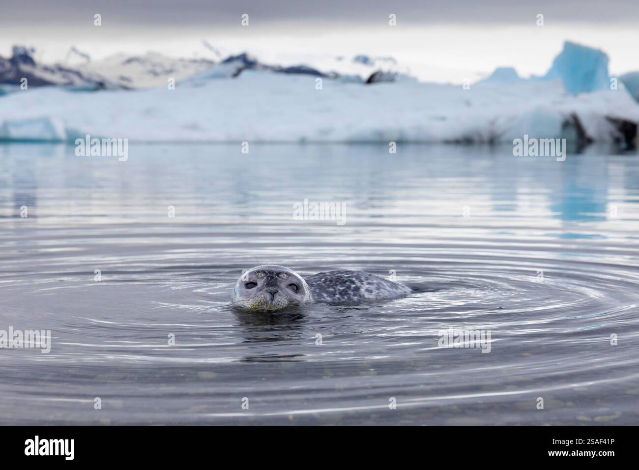 Harbor Seal Common Seal Phoca Vitulina Pup In Shallow Water 