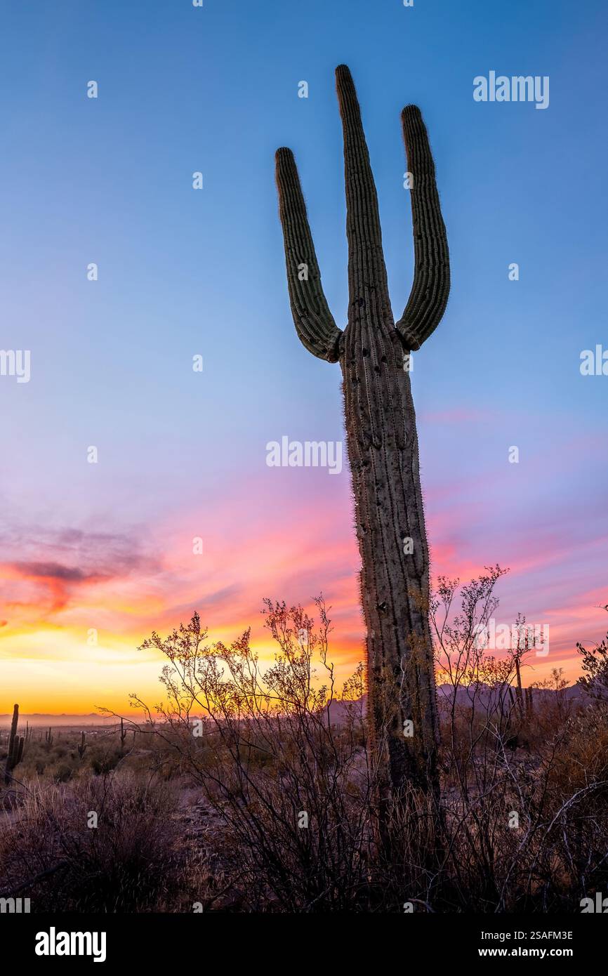 A stunning Arizona sunset with a saguaro cactus silhouette, captured in ...