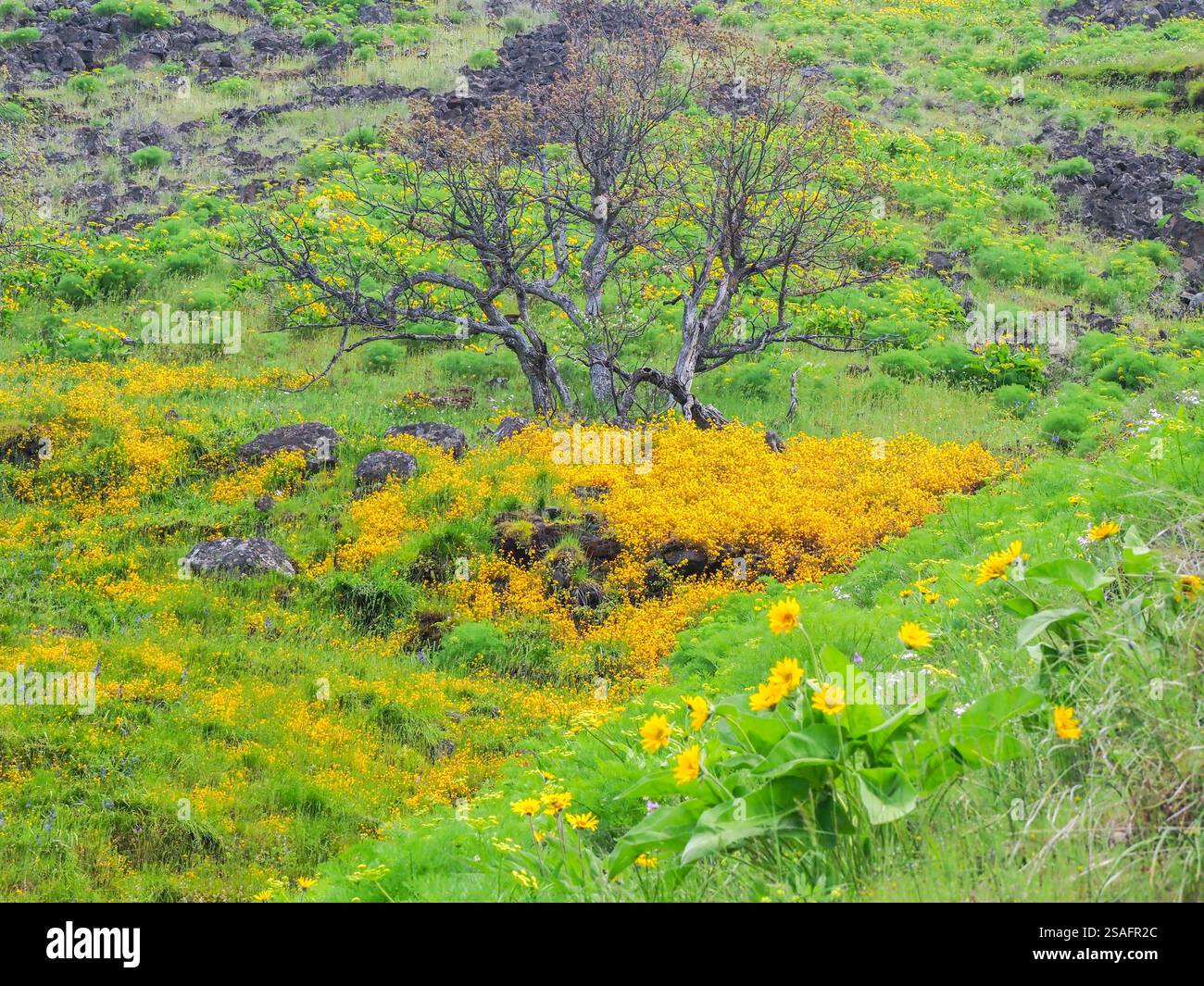 Old oak tree in field of wildflowers Stock Photo - Alamy