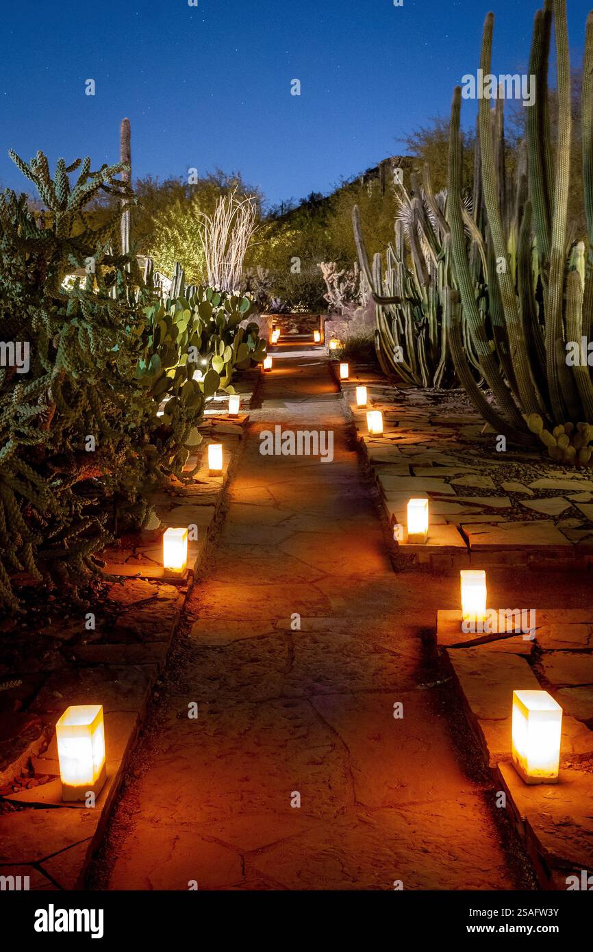 A stunning nighttime desert path adorned with glowing cacti and warm ...