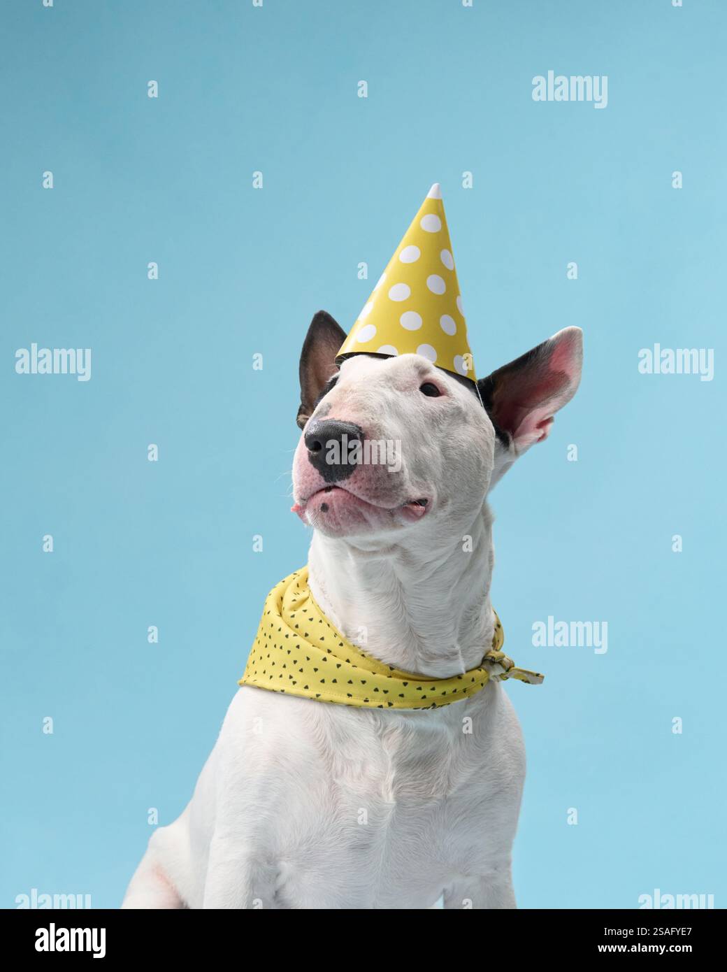 A bull terrier wears a birthday hat indoors against a blue background. The dog looks playful, with a festive hat and a bright yellow scarf. Stock Photo
