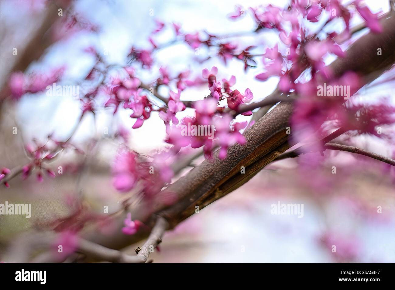 Delicate pink blossoms adorn thin branches, a soft-focus effect making the flowers appear to float against the blurred background. Stock Photo