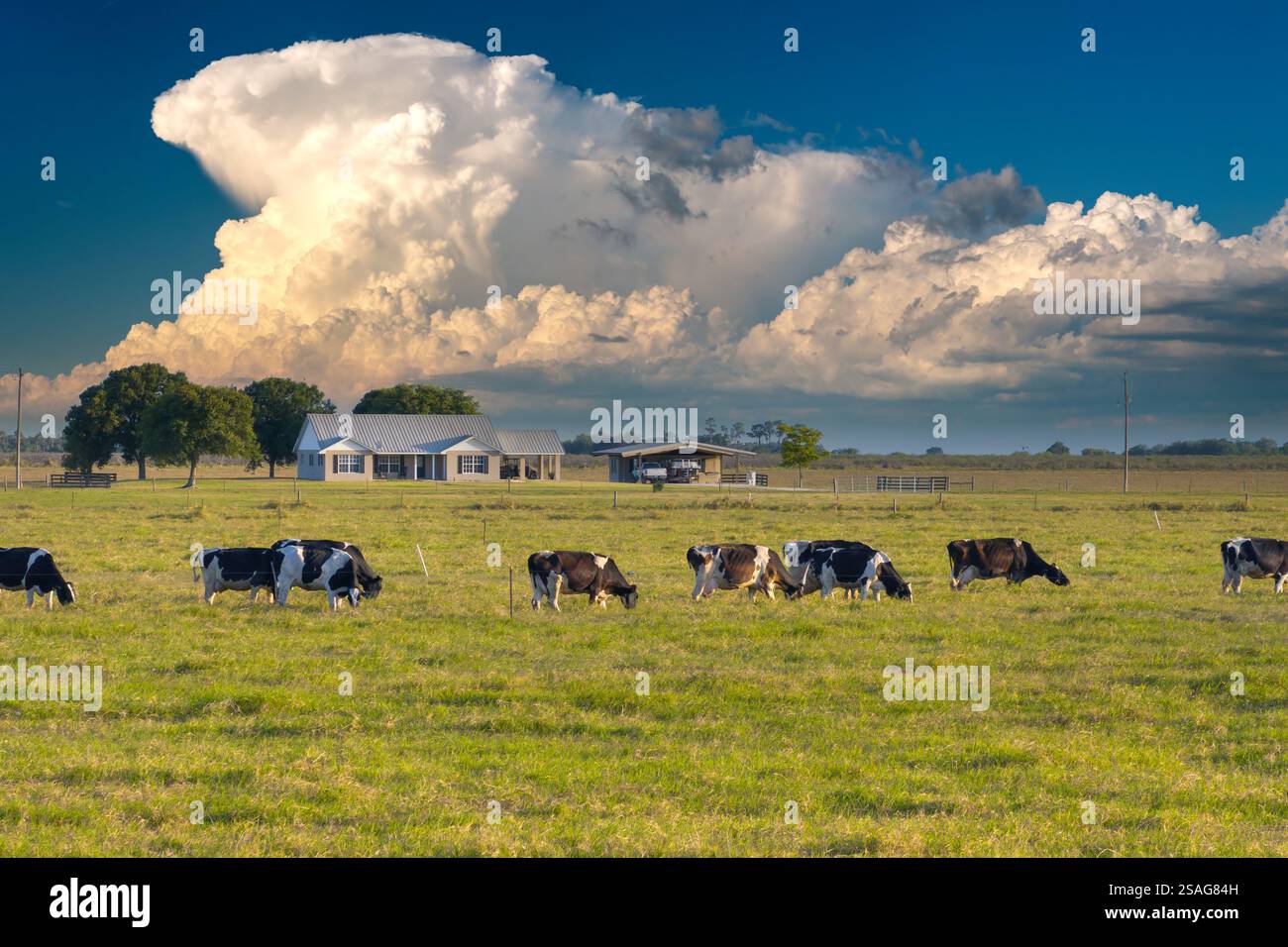 Milk cows grazing on green farm pasture at farmers house. Production of ...