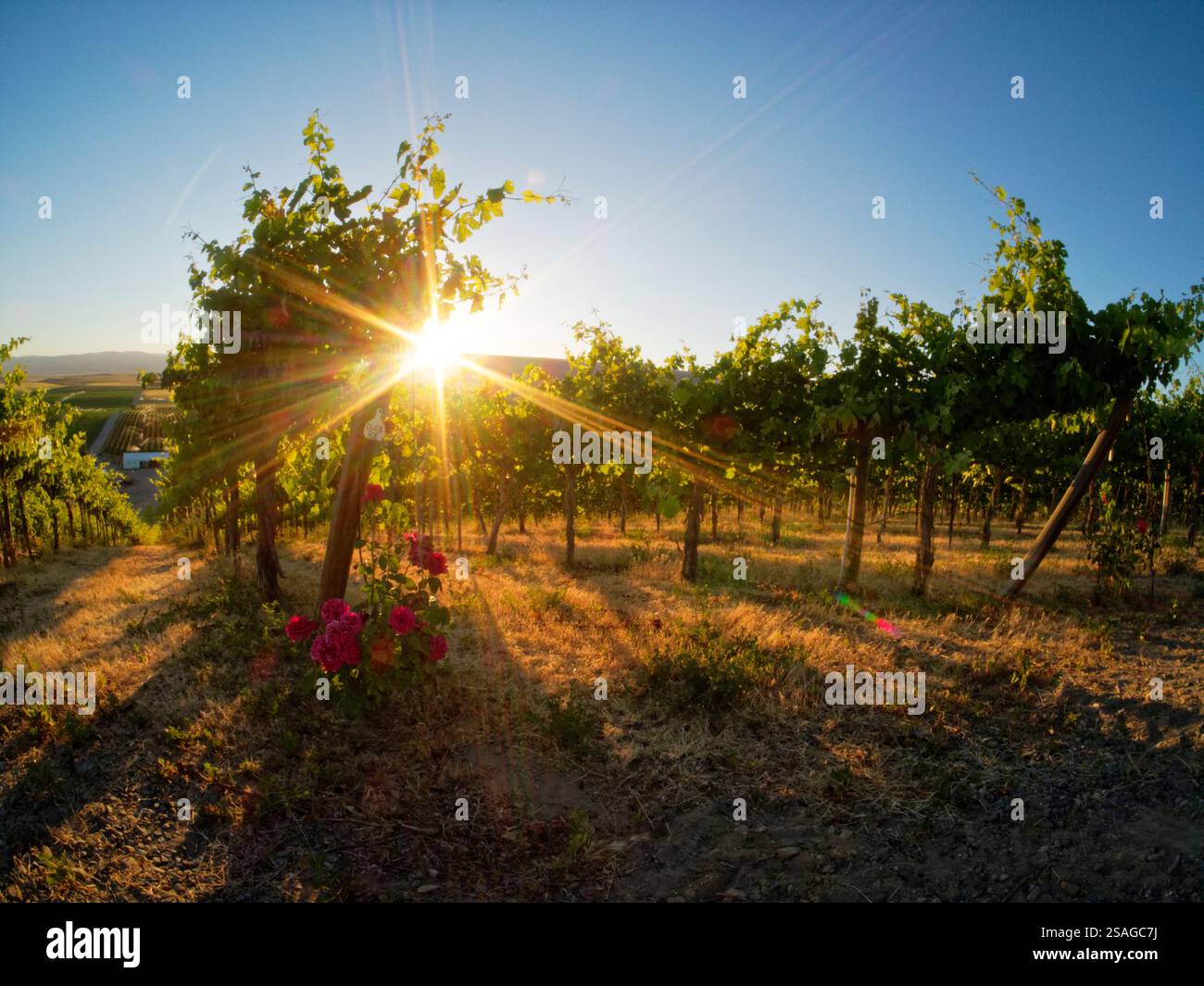 Bright sunlight streaming through the grape vines lined with pink roses ...