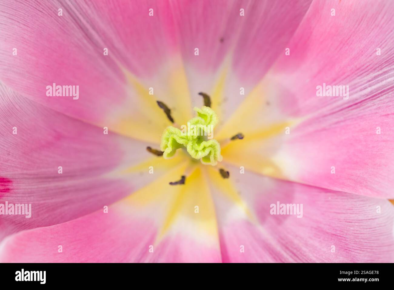 Extreme close up shot beautiful hi-res stock photography and images - Alamy
