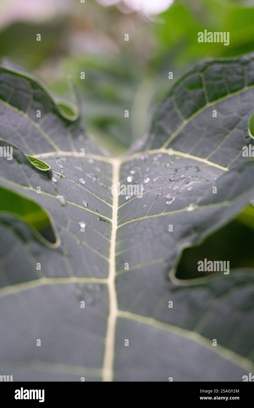 Lush green vibrant plant growth patterns hi-res stock photography and ...