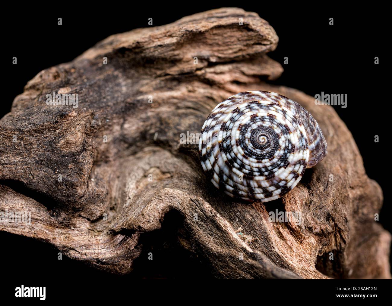 Picture Idea: A Striking Architectonicidae Shell Also Known As A Staircase Shell