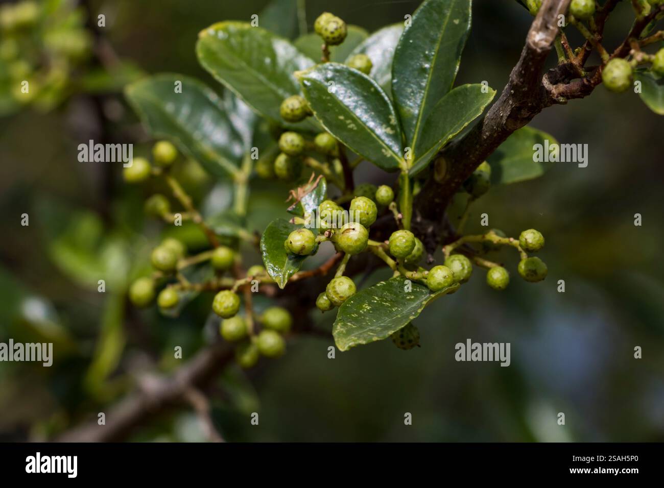 Toothache kathmandu nepal hi-res stock photography and images - Alamy