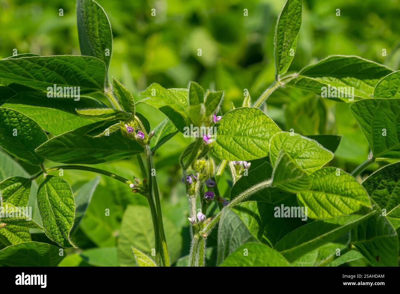 Field vibrant green soybean plants hi-res stock photography and images ...