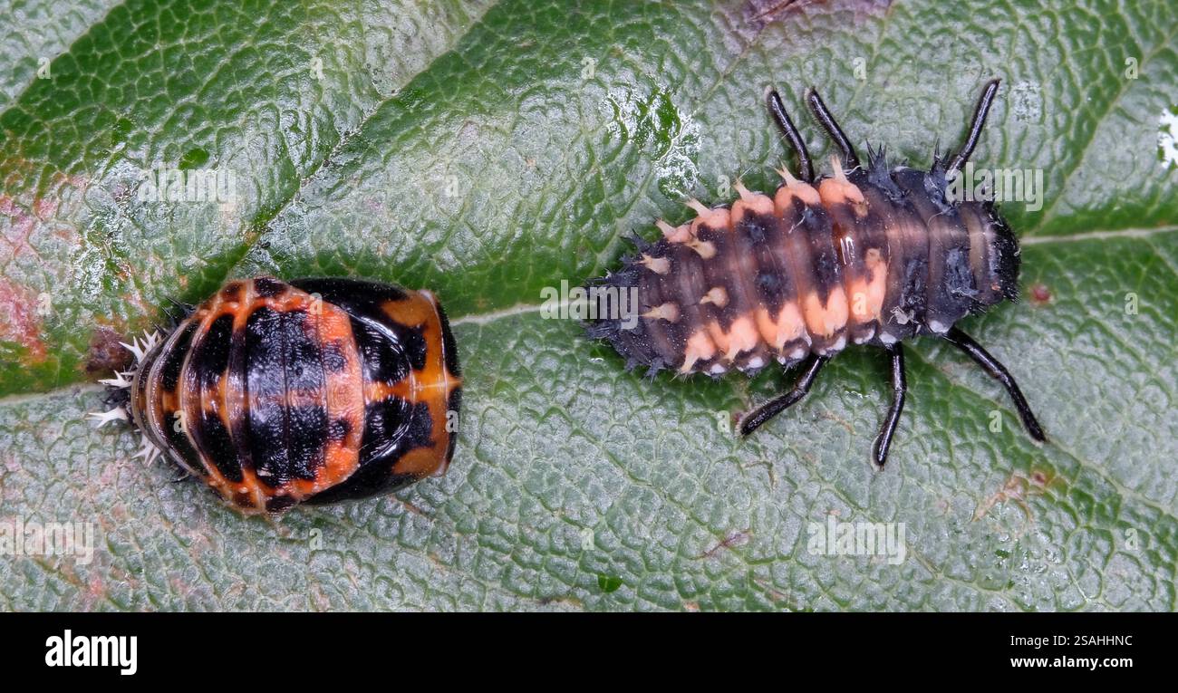Harmonia axyridis is a large lady beetle or ladybug species that is most commonly known as the harlequin, Asian, or multicoloured Asian lady beetle. Stock Photo