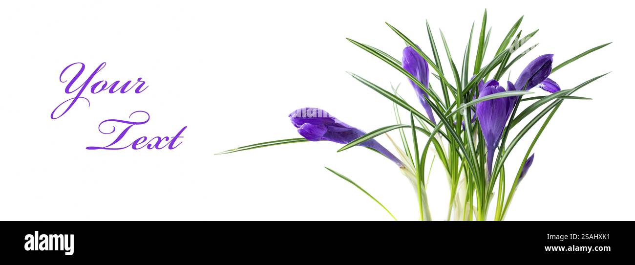 Crocus flower in the spring isolated on white. Stock Photo