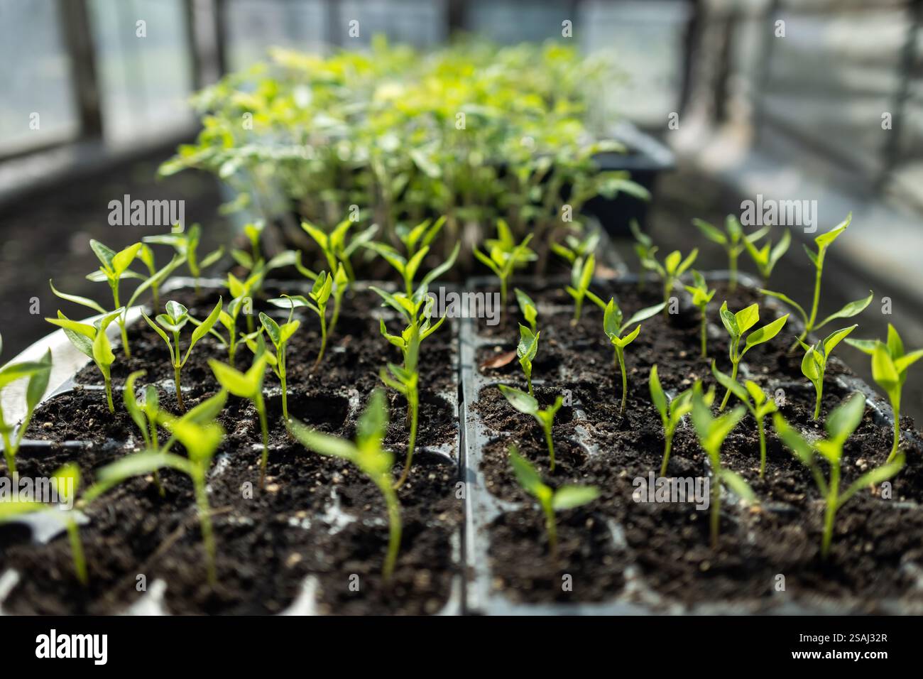seedlings growing in containers on the window sill close up Stock Photo ...